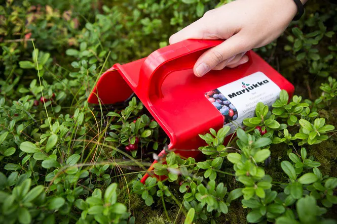 Hovedbilde Marjukka Bærplukker Basic med plastdoner