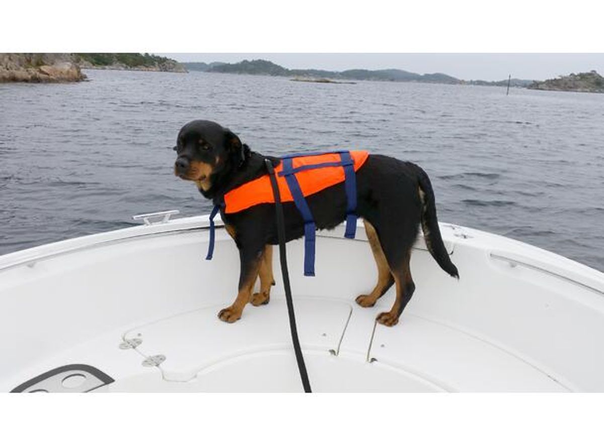 Redningsvest for hund - Fra 3-40 kg